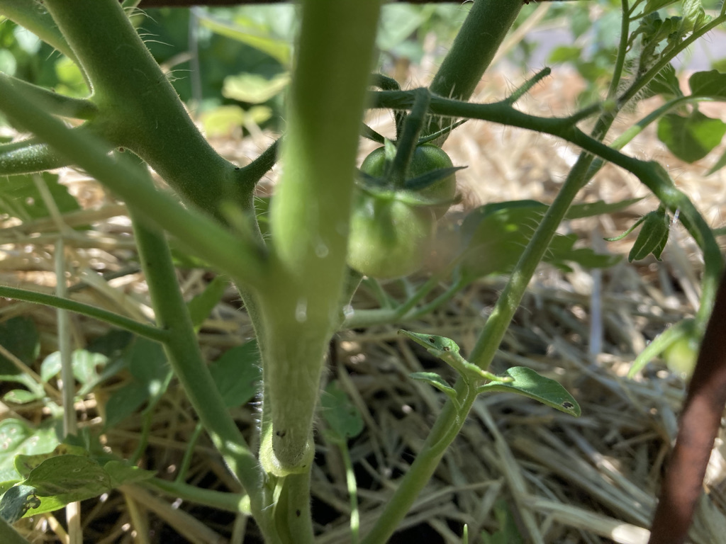 Two green tomatoes hiding behind a stem